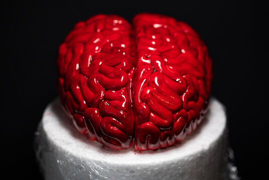 Close up of Human brain Anatomical Model, cake art concept image, brain from sugar paste. Sugar art