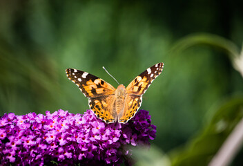 Schmetterling Distelfalter Vanessa cardui