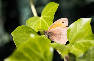 Schmetterling Kleines Wiesenvögelchen auf Efeu