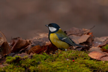 cute little bird in yellow black colors,Great Tit, Parus major