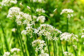 Fototapeta premium Blooming field on abstract in springtime, floral concept. Landscape, copy space.