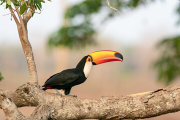 The toco toucan (Ramphastos toco)