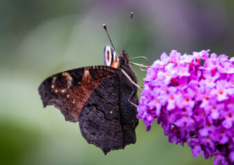 Makro Schmetterling Tagpfauenauge Aglais io 