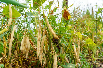 Picks a ripe dry pod of a long bean. Harvesting legumes during. Close up
