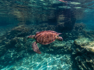 Obraz na płótnie Canvas Underwater photo of turtle swimming in blue sea