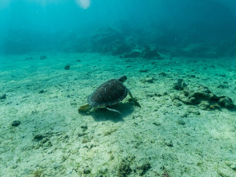 Underwater photo of turtle on sandy bottom