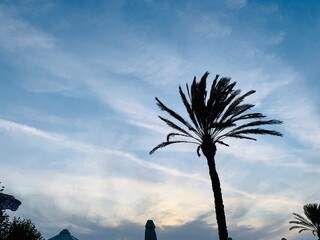 silhouette of palm tree