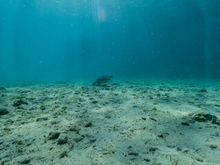 Fototapeta na wymiar Underwater photo of turtle on sandy bottom