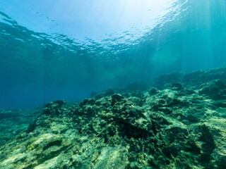 Fototapeta na wymiar Underwater photo of sand bottom and coral reef