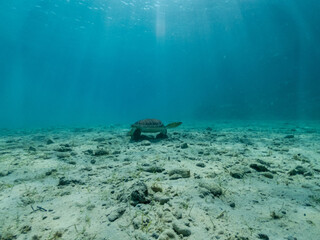 Underwater photo of turtle on sandy bottom