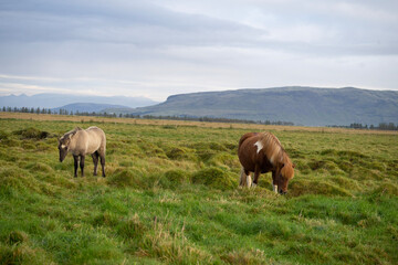 horses in the field