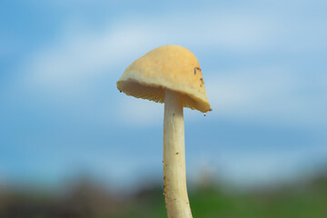 wild mushrooms taken at close range (macro)
forest mushrooms often grow during the rainy season