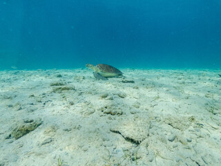 Naklejka na ściany i meble Underwater photo of turtle on sandy bottom