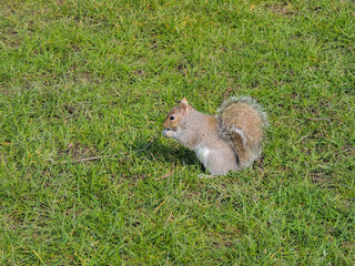 Fun squirrel in a London park