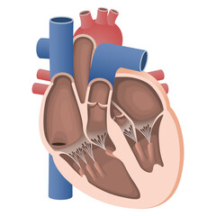 リアルな心臓の断面図