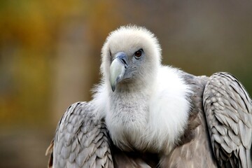 vautour