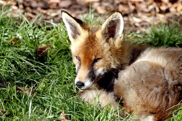 renard