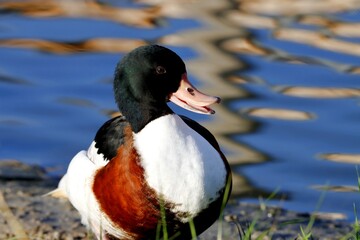 canard