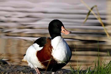canard