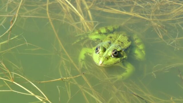 One common frog sitting still. Close-up of  Rana Temporaria also known as the European common frog
