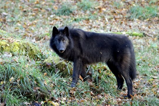 Ours Noir Images Browse 1 601 Stock Photos Vectors And Video Adobe Stock