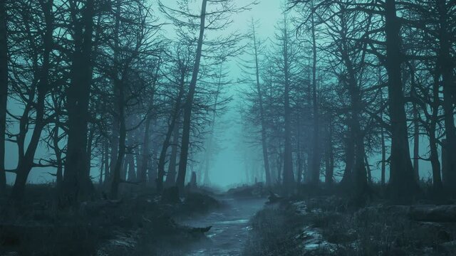 looping walk through the gloomy dark forest