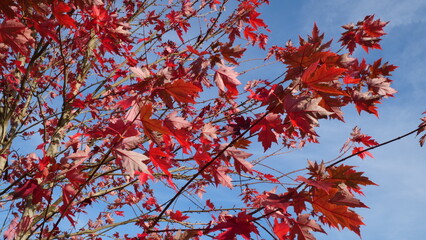 Arbre en automne