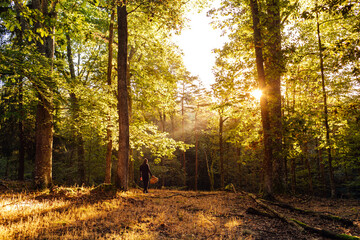 Man picking mushrooms in a lush forest in autumn at dawn
