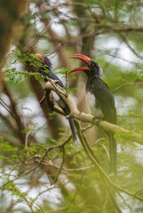 Crowned Hornbill - Lophoceros alboterminatus, beautiful rare hornbill from African forests and woodlands, Queen Elizabeth National Park, Uganda.