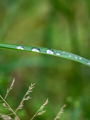 rain drops on the green grass