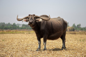 Portret van Thaise buffels in grasveld.