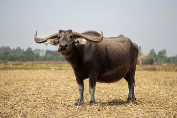 Fotobehang Buffel Portret van Thaise buffels in grasveld.