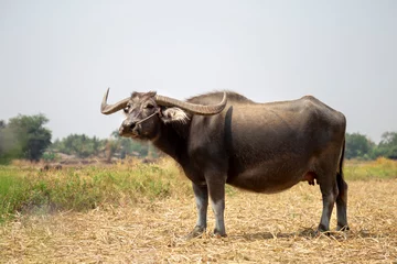 Crédence de cuisine en verre imprimé Buffle Female Thai buffalo standing in the field