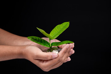 Investment concept, female hand holding stack of coins with small plant growing isolated on black background.