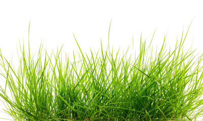 Green grass isolated on white background.