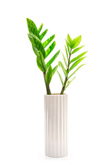Zamioculcas or Zanzibar Gem branches with fresh leaves in vases isolated on white background