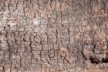 Texture old wood background.