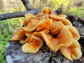 yellow autumn mushrooms on a stump in the forest, close-up