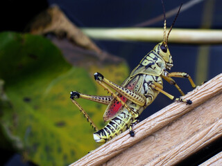 eastern lubber grasshopper