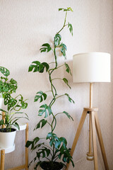 Liana Rhaphidophora tetrasperma (Monstera Minima) stands next to a stylish lamp in a bright room.