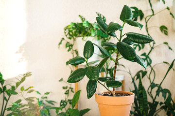 Ficus elastica in a clay terracotta flower pot stands on a wooden stand for flowers