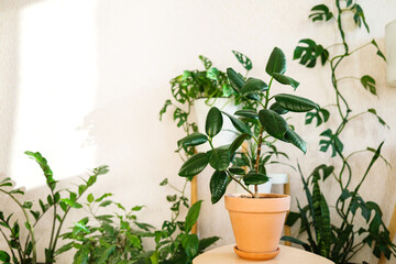 Ficus elastica in a clay terracotta flower pot stands on a wooden stand for flowers