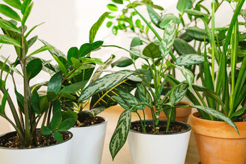 The stylish space with a lot of plants: Croton, aglaonema, zamioculcas, sansevieria.