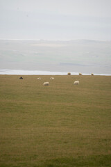 cows on a meadow