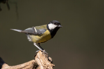 Great tit in profile perched on a branch in the sun.