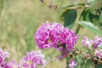 Fototapeta premium Lagerstroemia speciosa flower in nature garden