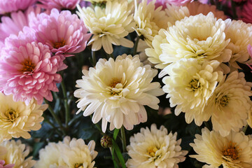 A beautiful yellow and pink chrysanthemum flowers.