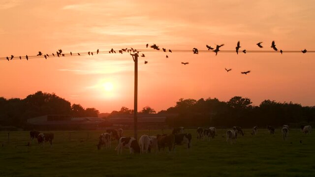 4K Slow motion clip cows grazing in a field at sunset and birds crows flying from overhead telephone or power wires or cables