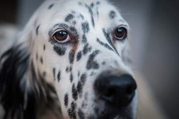 Lovely sad dog at the shelter waiting to be adopted