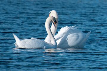 Intimate encounter of two swans on a sunny autumn morning